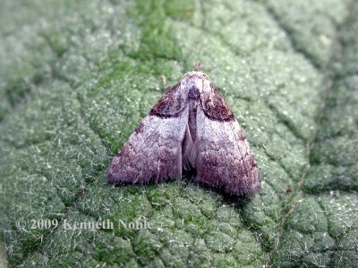 short-cloaked moth (Nola cucullatella) Kenneth Noble